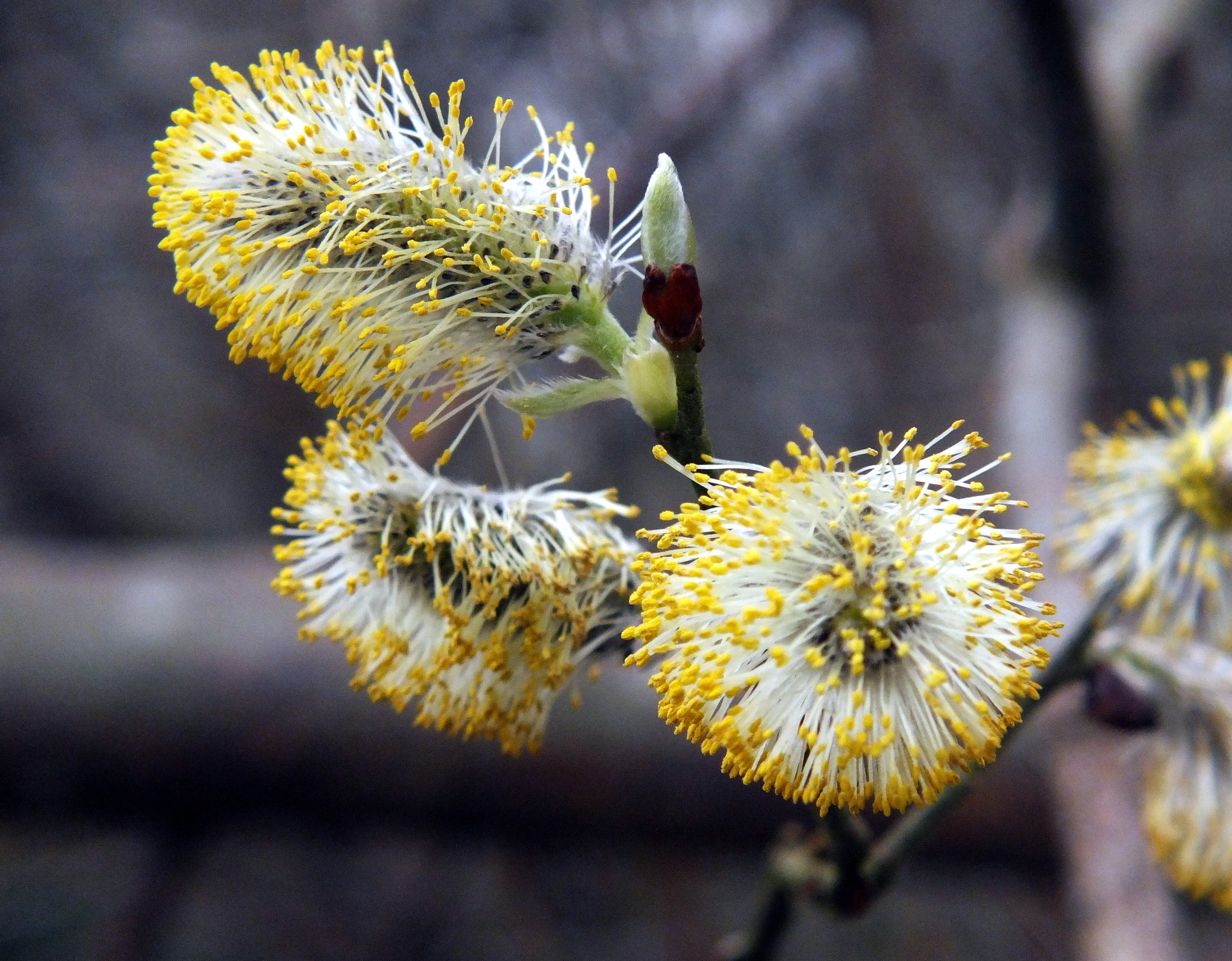 PUSSY WILLOW Bill Bagley Photography